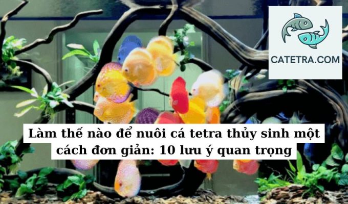 Làm thế nào để nuôi cá tetra thủy sinh một cách đơn giản 10 lưu ý quan trọng