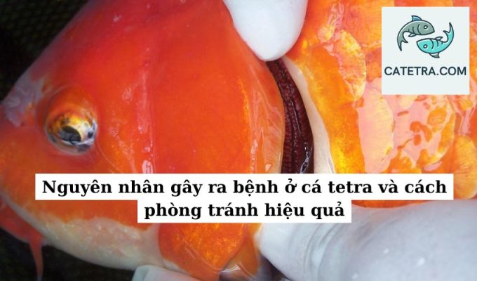 Nguyên nhân gây ra bệnh ở cá tetra và cách phòng tránh hiệu quả