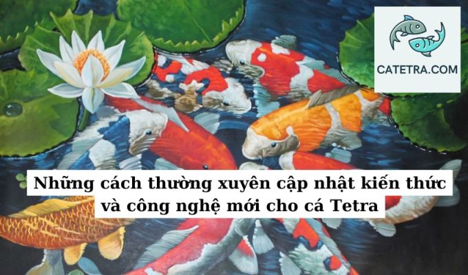 Những cách thường xuyên cập nhật kiến thức và công nghệ mới cho cá Tetra