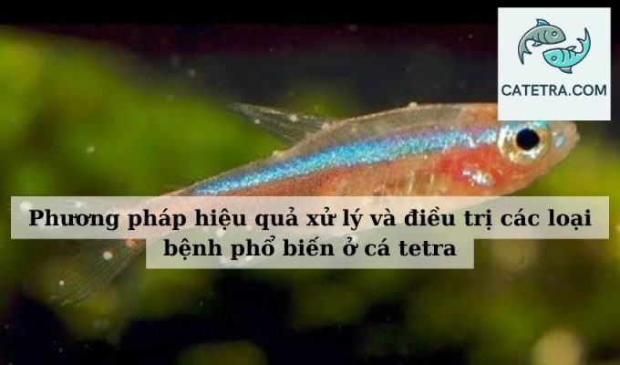 Phương pháp hiệu quả xử lý và điều trị các loại bệnh phổ biến ở cá tetra