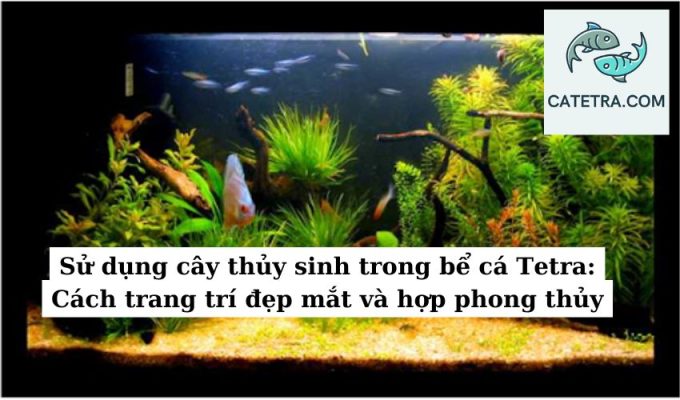 Sử dụng cây thủy sinh trong bể cá Tetra Cách trang trí đẹp mắt và hợp phong thủy