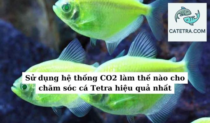 Sử dụng hệ thống CO2 làm thế nào cho chăm sóc cá Tetra hiệu quả nhất