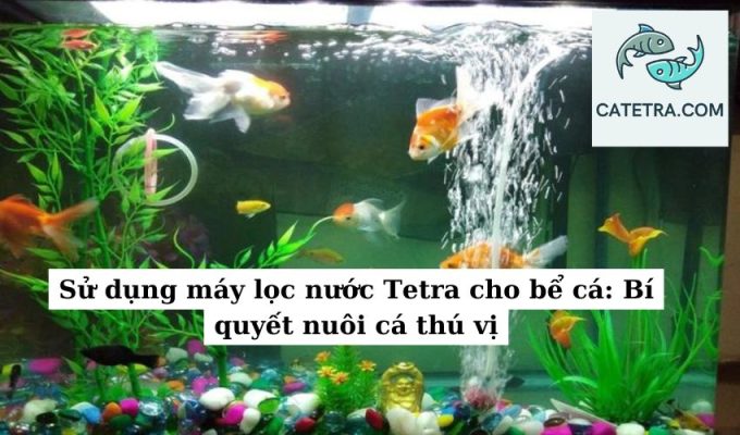 Sử dụng máy lọc nước Tetra cho bể cá Bí quyết nuôi cá thú vị