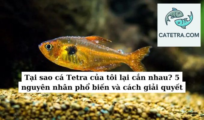 Tại sao cá Tetra của tôi lại cắn nhau 5 nguyên nhân phổ biến và cách giải quyết