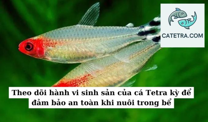 Theo dõi hành vi sinh sản của cá Tetra kỳ để đảm bảo an toàn khi nuôi trong bể