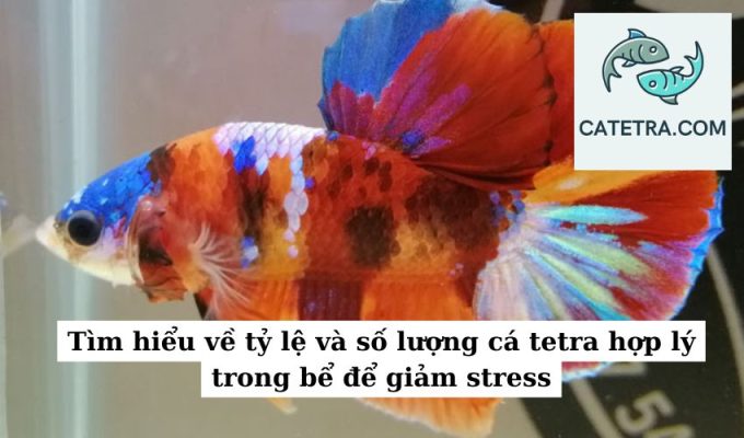 Tìm hiểu về tỷ lệ và số lượng cá tetra hợp lý trong bể để giảm stress