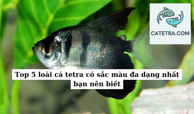 Top 5 loài cá tetra có sắc màu đa dạng nhất bạn nên biết